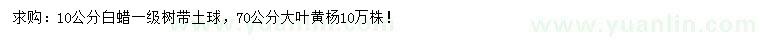 求购10公分白蜡、70公分大叶黄杨