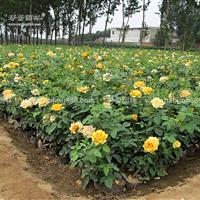 丰花月季价格_丰花月季产地_丰花月季绿化苗木苗圃基地