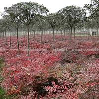 爬行卫矛价格_爬行卫矛产地_爬行卫矛绿化苗木苗圃基地