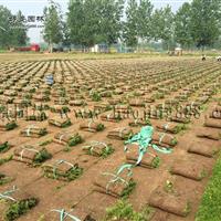 狗牙根草坪价格_狗牙根草坪产地_狗牙根草坪草皮苗圃基地