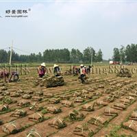 三叶草草坪价格_三叶草草坪产地_三叶草草坪草皮苗圃基地