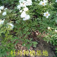 山东菏泽复色牡丹 芍药出售价格