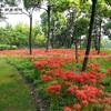 石蒜价格_石蒜图片_石蒜产地_石蒜绿化苗木苗圃基地