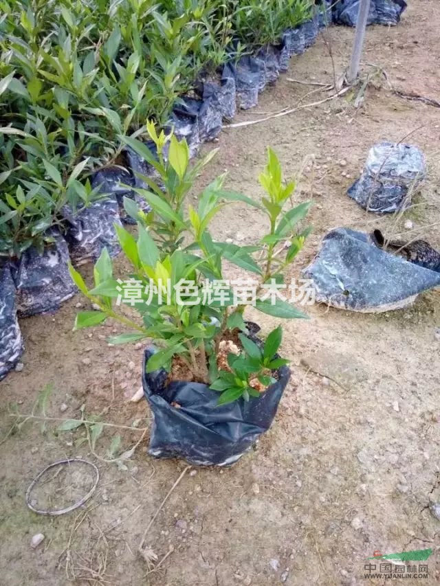 福建供应细叶栀子花 红桑 紫花芦莉 六月雪 彩叶扶桑基地 种植厂家 产地报价单 漳州色辉苗木场