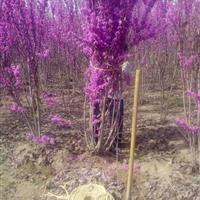 安徽紫荆、安徽腊梅、安徽李子树、安徽木槿、苗木专供
