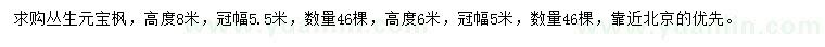 求购高6、8米丛生元宝枫