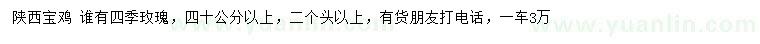 求购40公分以上四季玫瑰