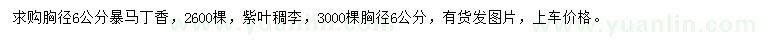 求购胸径6公分暴马丁香、紫叶稠李