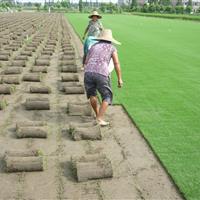 批发中华结缕草坪 草皮草坪 草种耐寒耐踏 小区公路绿化草坪