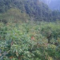 木荷小苗供应张家界地区/张家界地区/宏茂生态种苗有限公司