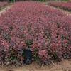 江苏长期大量供应红叶小檗紫叶小檗绿篱色块小苗量大价优