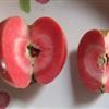 云南 昆明红肉苹果（红色之爱）、苗、接穗出售