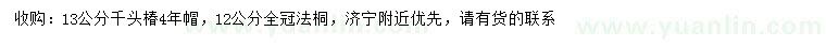 求购13公分千头椿、12公分法桐