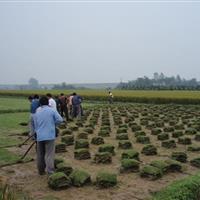 草皮 草皮基地 铲草坪  草坪价格 广东草坪价格