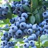 大棚草莓苗直供 蓝莓小苗 当年结果 丰产果大 多品种