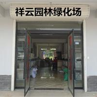 草坪种子。四季青种子，果岭草种子批发