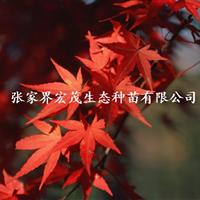 红枫苗供应——张家界宏茂生态种苗有限公司销售经理黄抒情