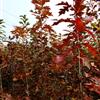 北美红栎小苗