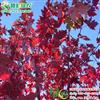 北美红栎 供应城市绿化行道树 北美红栎树苗 红栎籽播苗供应