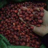 长脐红豆、小叶红豆、花榈木-红豆树价格-张家界地区