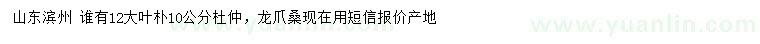 求购大叶朴、杜仲、龙爪桑