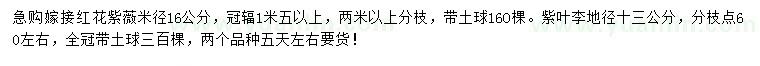 求购米径16公分嫁接红花紫薇、地径13公分紫叶李