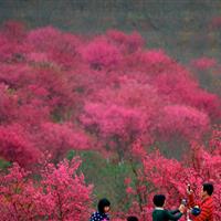 中国红樱花