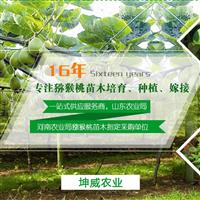 徐香猕猴桃树批发哪家价格低 坤威专业种植基地