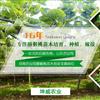 猕猴桃苗专业种植基地哪家好 陕西坤威农业科技