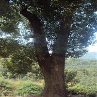 供应：原始野生香樟（产地：江西上饶）