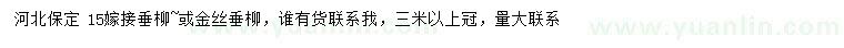 求购15公分嫁接垂柳或金丝垂柳