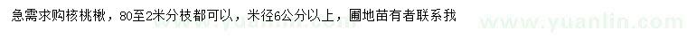 求购米径6公分以上核桃楸