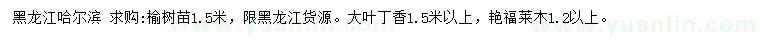 求购榆树苗、大叶丁香、艳福莱木