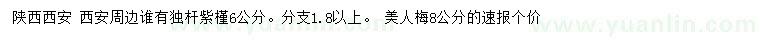 求购6公分独杆紫槿、8公分美人梅