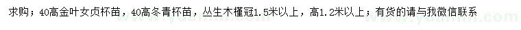 求购金叶女贞、冬青、丛生木槿