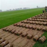 果岭草草坪 草皮 基地直销 量大优惠