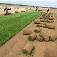 石家庄草坪基地 冷季型草坪优质早熟禾 低价特供 直销华北各地