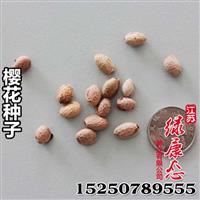 批发供应林木种子 庭院观花樱花种子 质量保证 樱花树种子 举