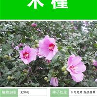 打造花海 农家乐 旅游观光 四季花海必备精品 木槿