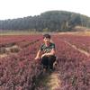 出售紫叶小檗小苗，紫叶小檗播种小苗，辽宁紫叶小檗播种小苗