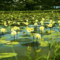 九品香水莲花 香水莲