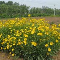 金鸡菊别称小波斯菊、金钱菊、孔雀菊   金鸡菊种子价格