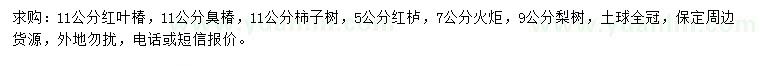 求购红叶椿、臭椿、柿子树等