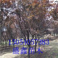 2017年12公分红叶碧桃基地