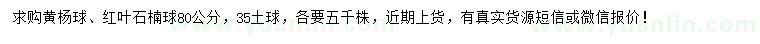 求购80公分黄杨球、红叶石楠球