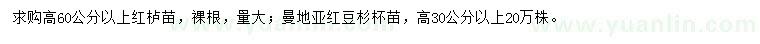 求购高度60公分以上红栌苗、高度30公分以上曼地亚红豆杉