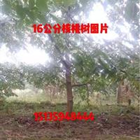 今年10公分核桃树价格·今年15公分核桃树·占地核桃树价格