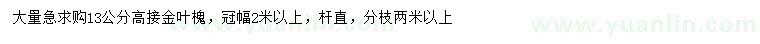 求购13公分高接金叶槐