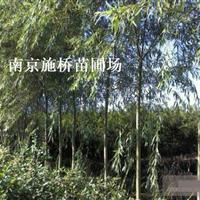 青皮垂柳 南京青皮垂柳新报价