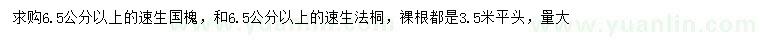 求购6.5公分以上速生国槐、速生法桐